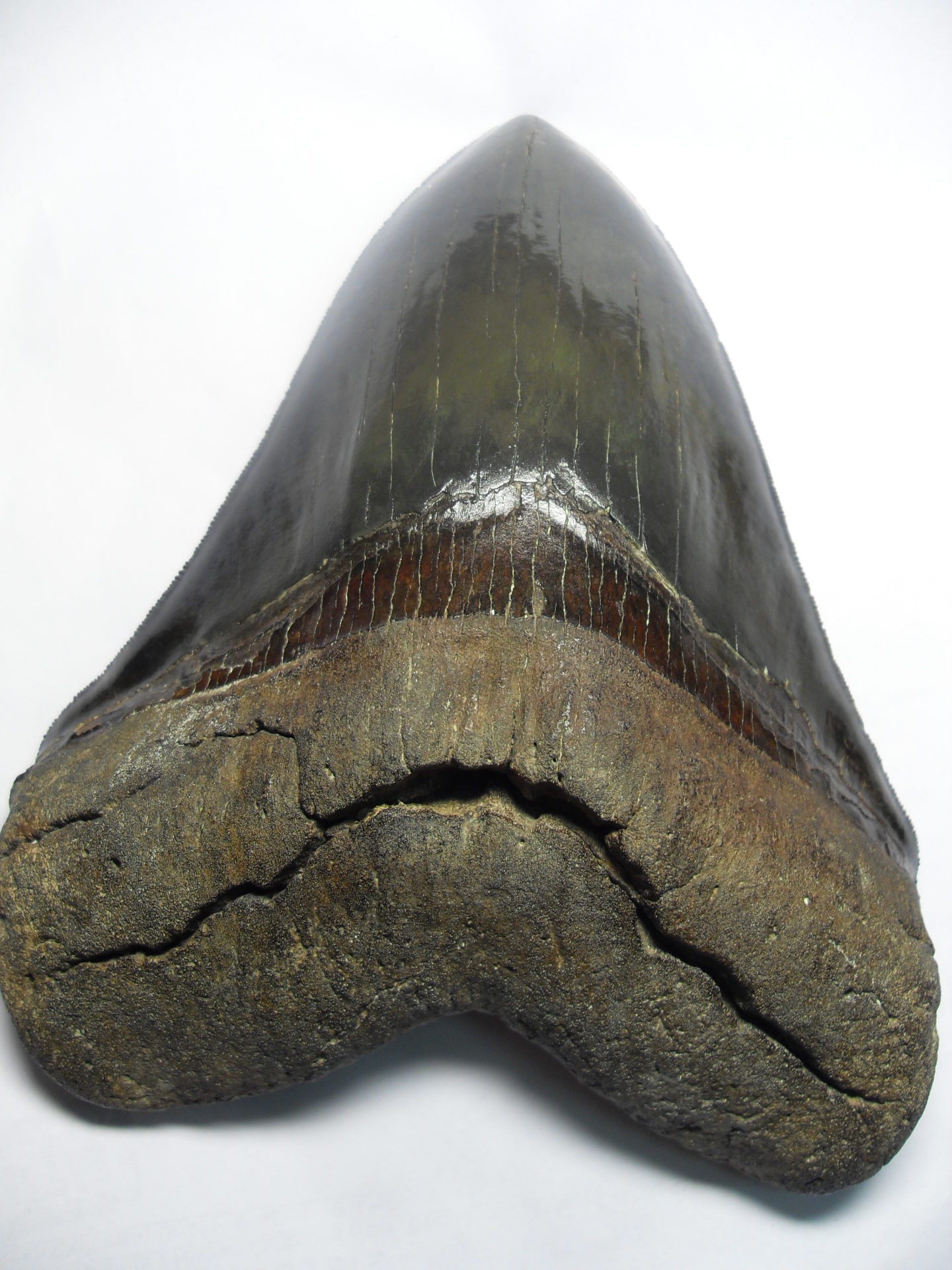 THE MYTH OF MEGALODON Kronos Rising