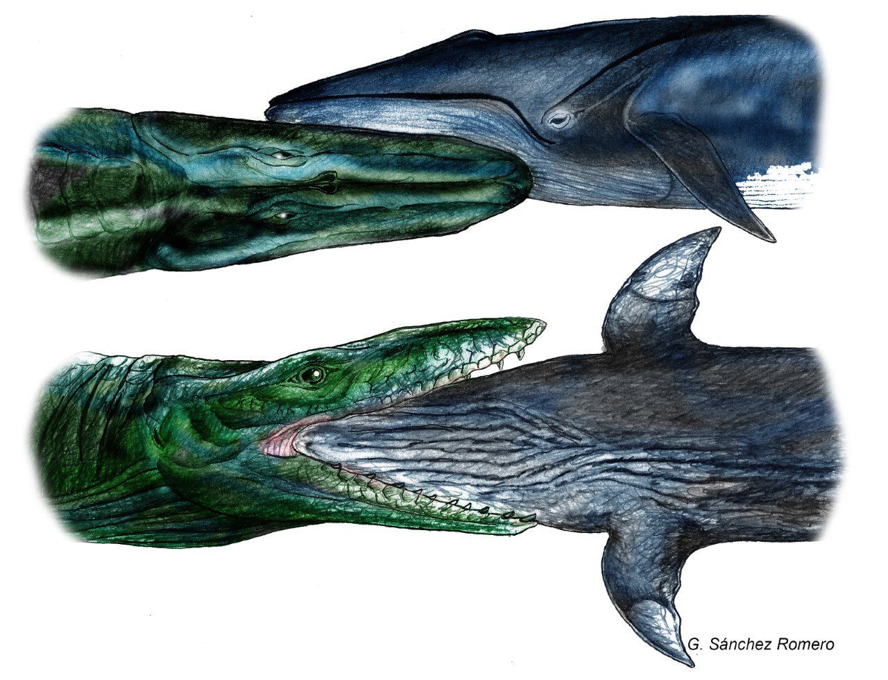 Read more about the article WHALE KILLED BY EXTINCT MARINE REPTILE?
