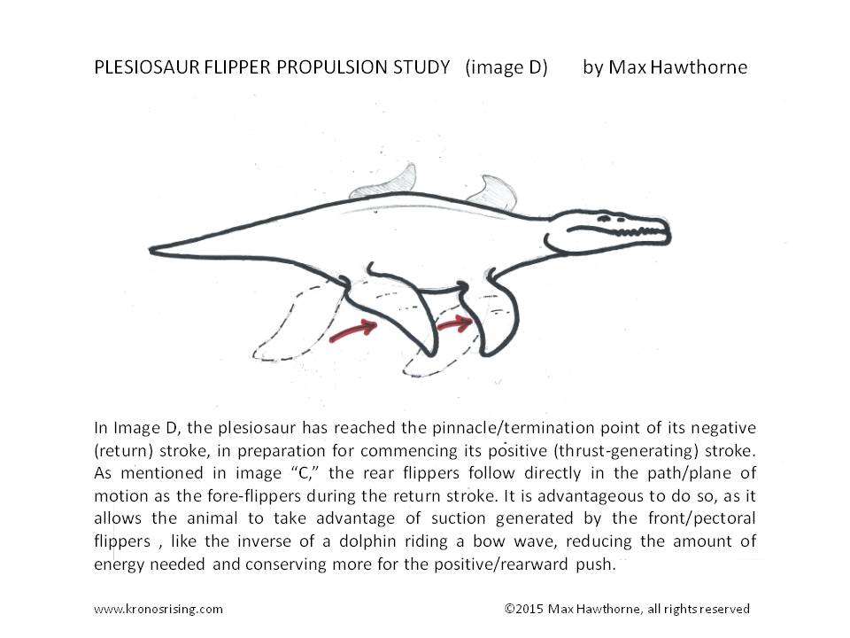 plesiosaurus flipper