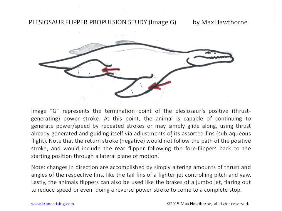 44-flipper-study-g