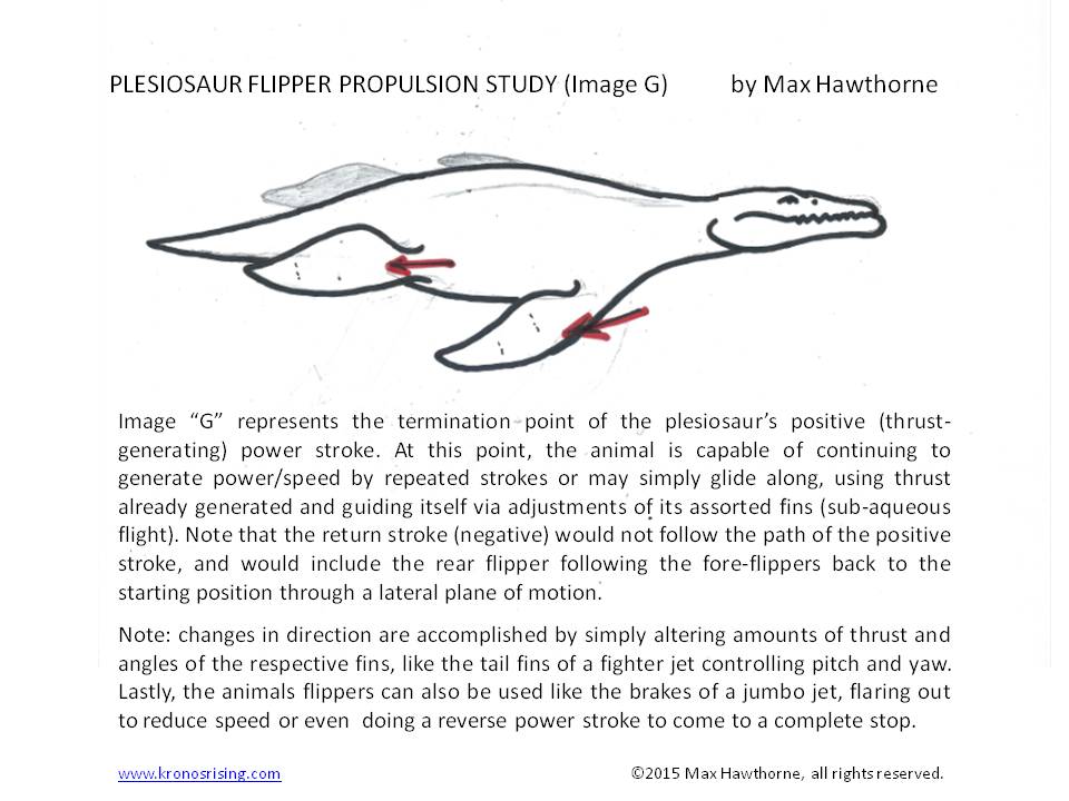 44-flipper-study-g