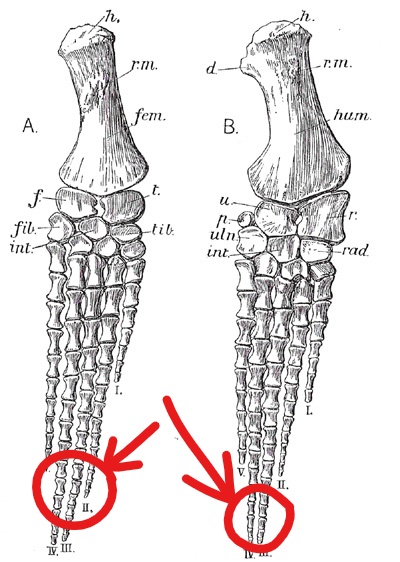 plesiosaur flipper bones