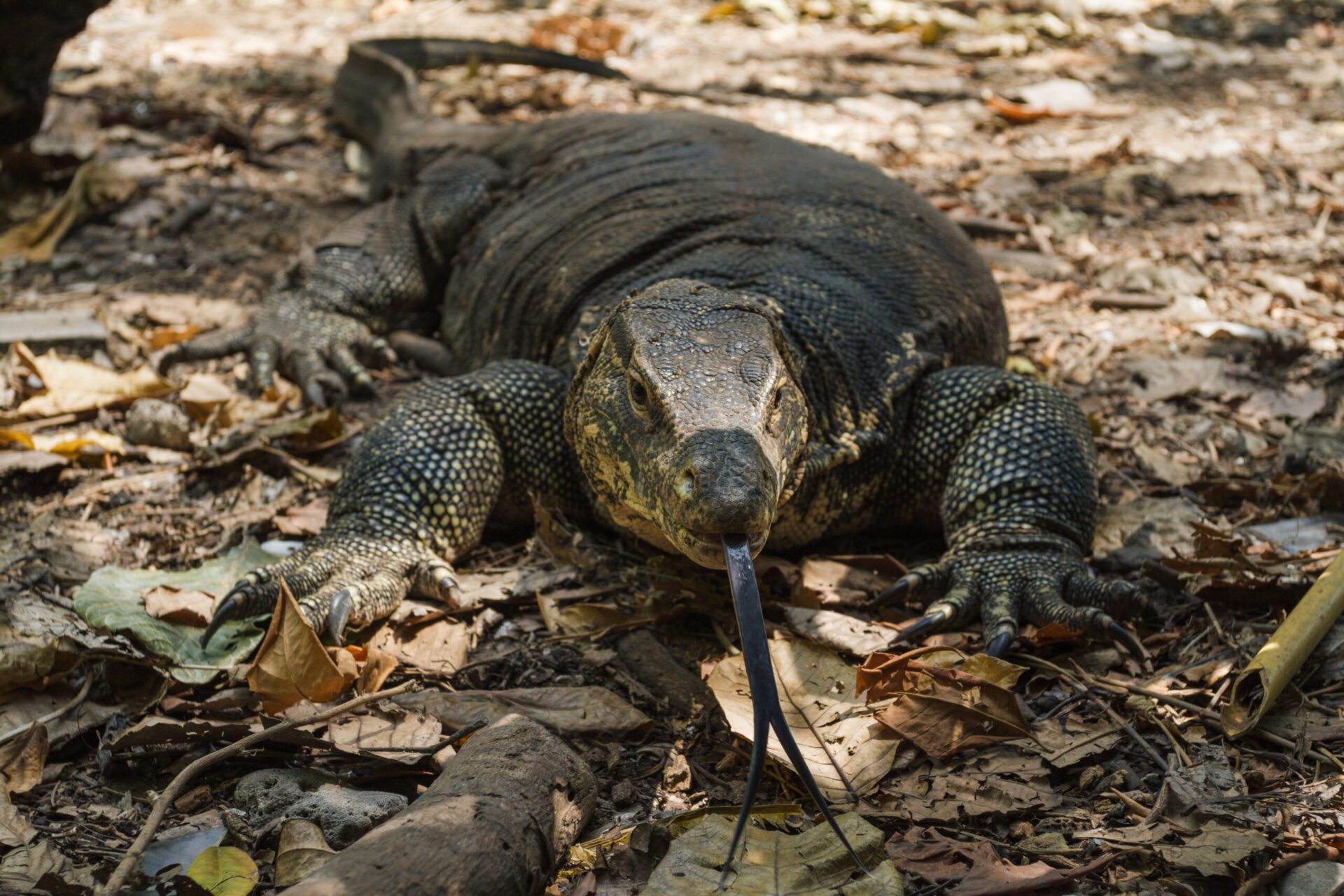 Read more about the article GIANT LIZARD LURKS IN NEW JERSEY POND.