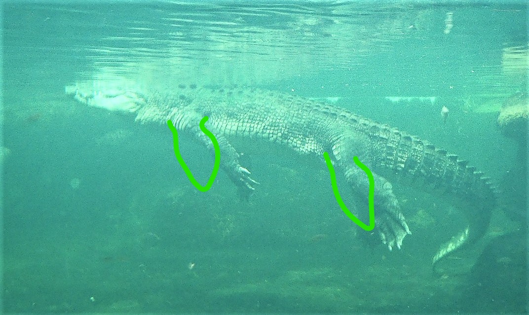 crocodile at sea
