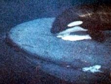 orca vs blue whale