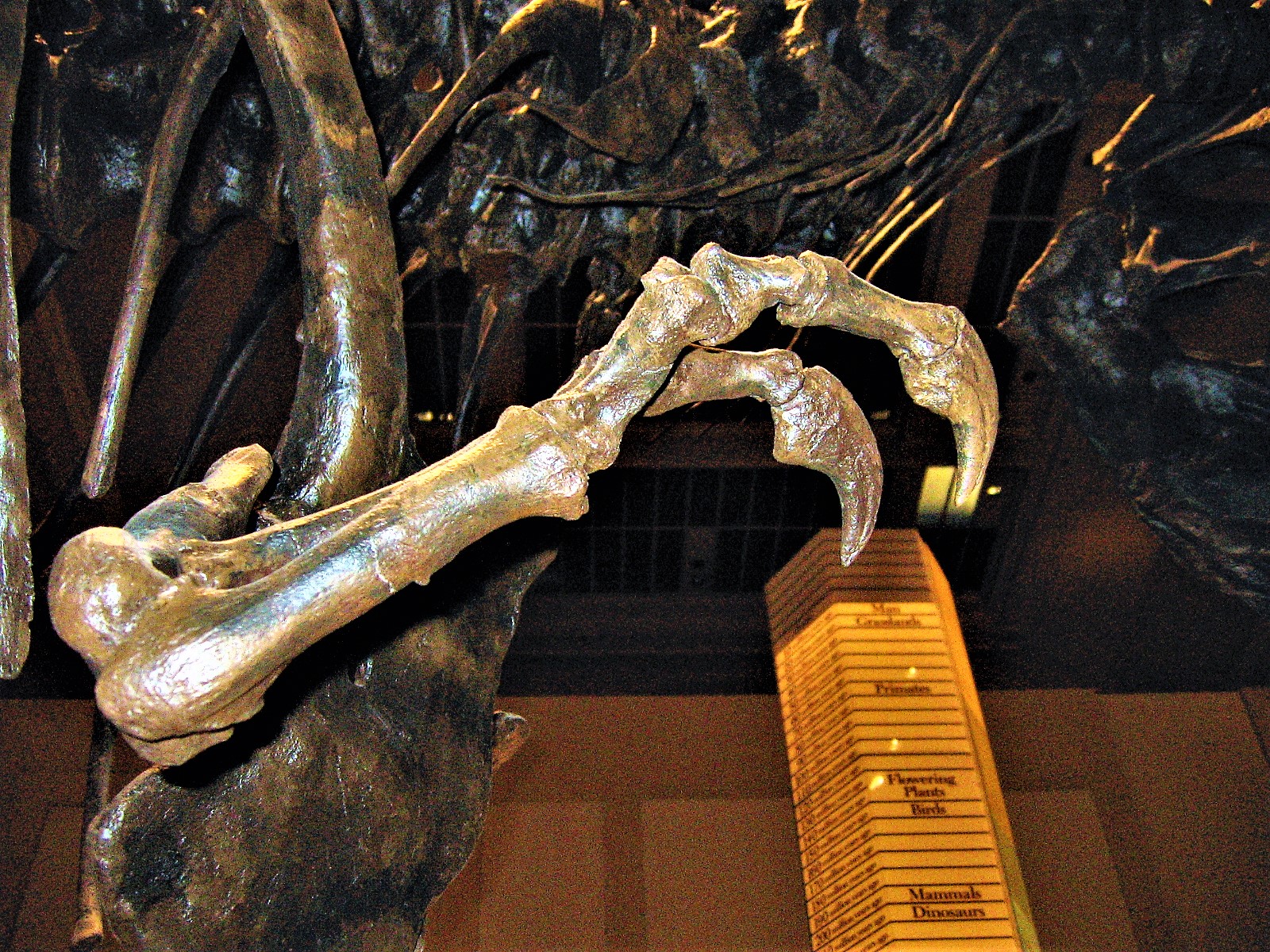 The short, but incredibly robust, arms of T-rex. (image credit: Wikimedia Commons)