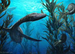 Plesiosaurus and Ammonite, by Davide Bonadonna