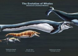 The Evolution of Whales, by Rushelle Kucala