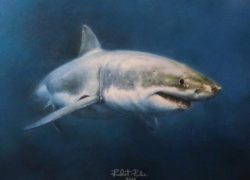Great white shark, by Robert Pavlic