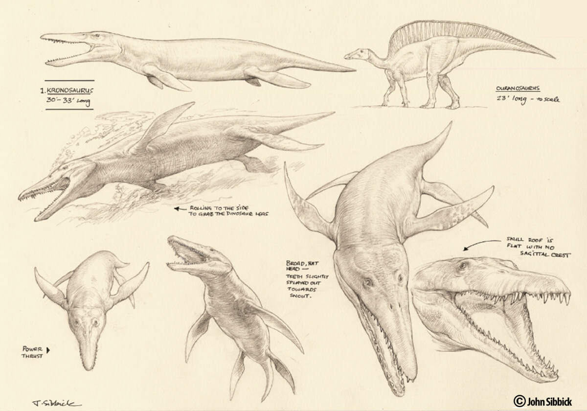 Kronosaurus, by John Sibbick