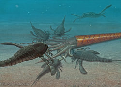 Balteurypterus tetragonophtalmus and Orthoceras, by Sergey Krasovskiy