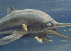 Charmouth ichthyosaur - Leptopterygius, by John Sibbick