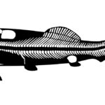 The Devonian placoderm Dunkleosteus, by Scott Hartman