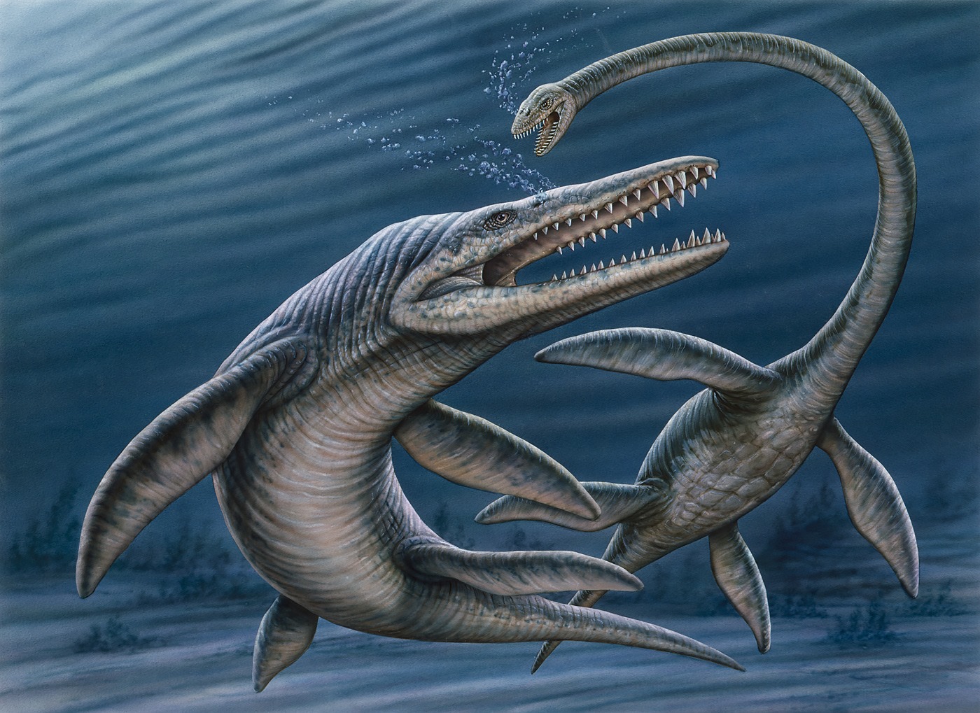 Kronosaurus queenslandicus attacks an Elasmosaurus