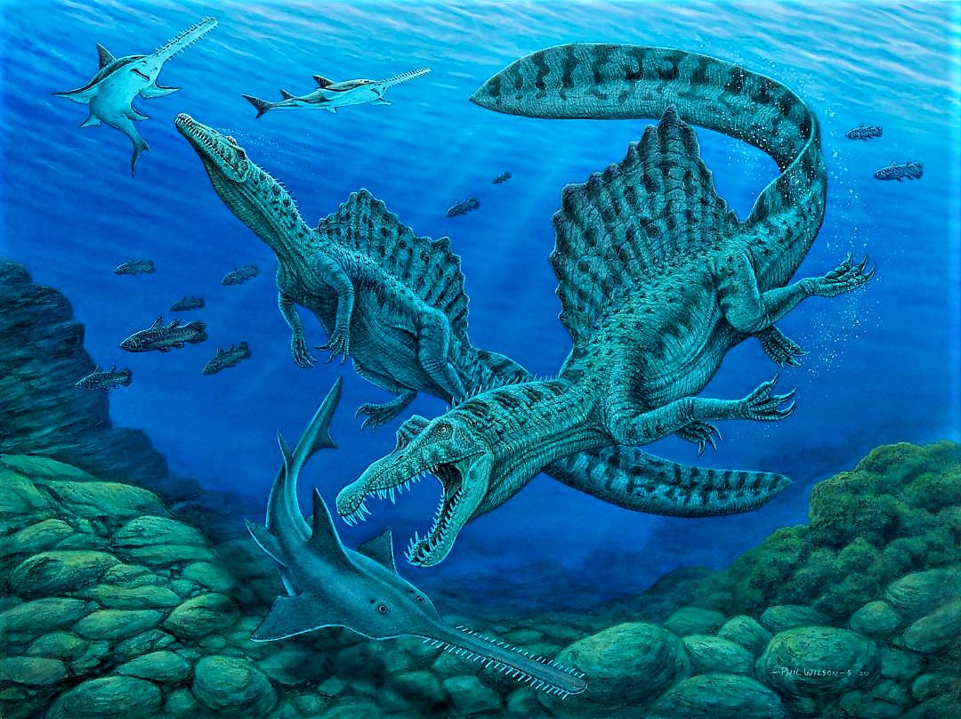 The aquatic theropod Spinosaurus attacks the giant sawfish Onchopristis, by Phil Wilson