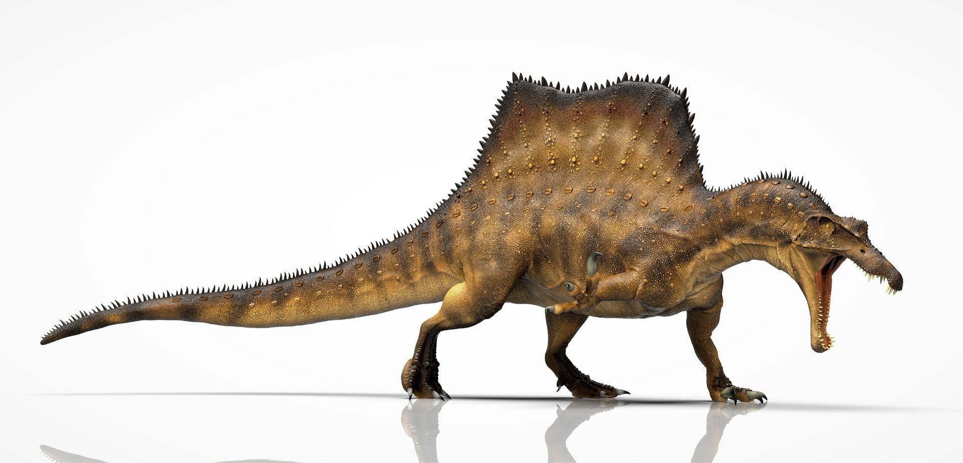 Spinosaurus on all fours. When vs Carcharodontosaurus it may have used its claws to fight.