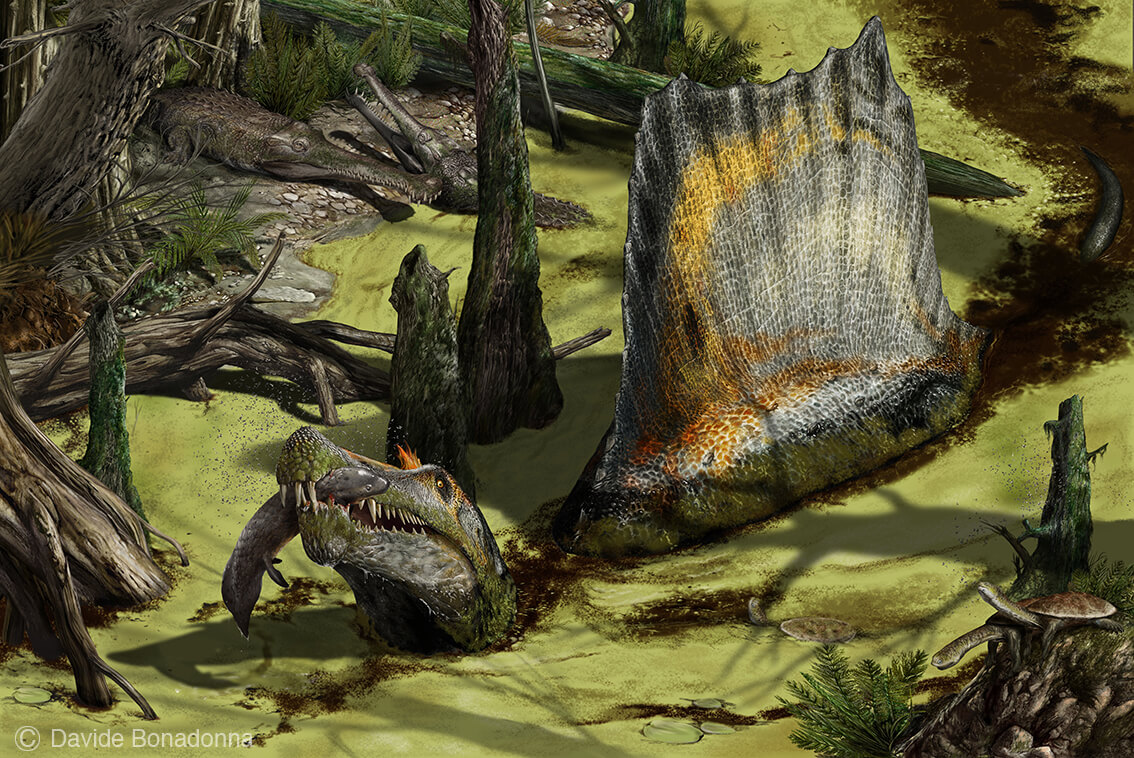 Spinosaurus in the water. Here it was safe from attacks by Carcharodontosaurus and only worried about Sarcosuchus.