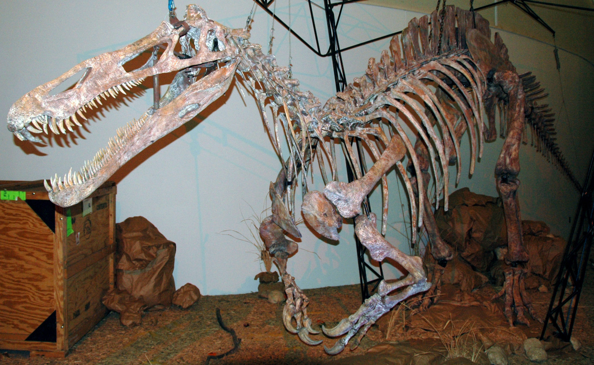 A relative of Spinosaurus, Suchomimus vs Carcharodontosaurus fights may have taken place
