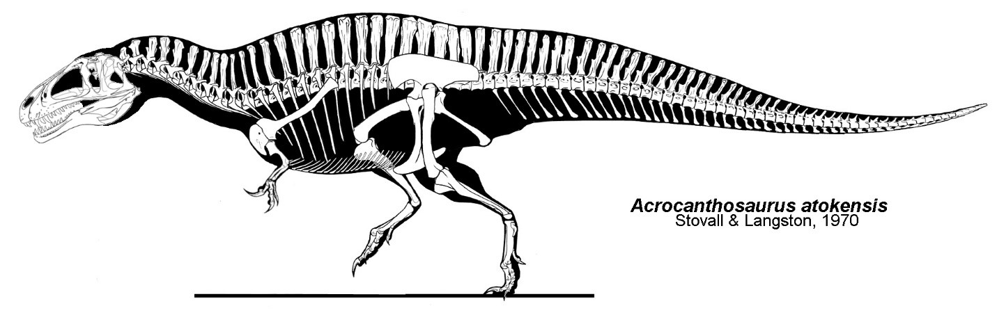 Although it lived on a different continent, Acrocanthosaurus had a sail like Spinosaurus, but shorter