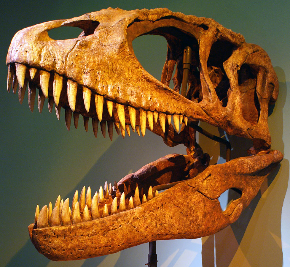 The skull of Carcharodontosaurus. Its bite was much deadlier than that of Spinosaurus. 