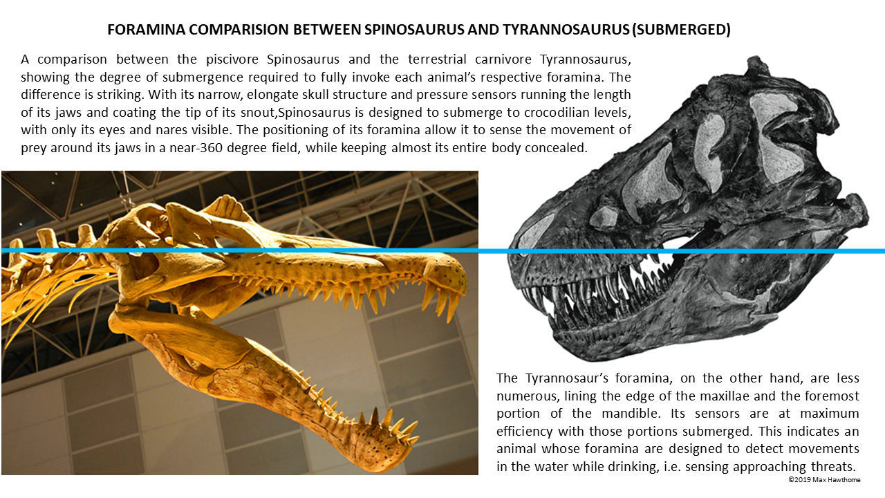 Like Carcharodontosaurus, Tyrannosaurus had foramina on the lower parts of its face to sense movement in the water. vs Spinosaurus, whuch could sense fish with its entire head.