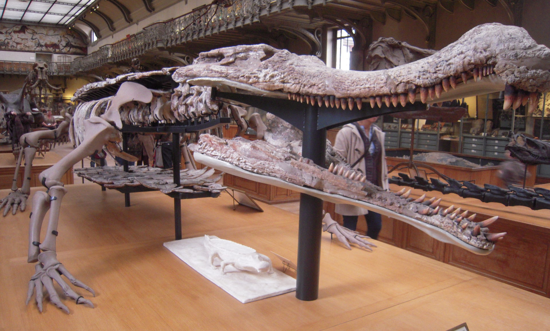 Sarcosuchus, in addition to Carcharodontosaurus this crocodile was a potential threat to Spinosaurus