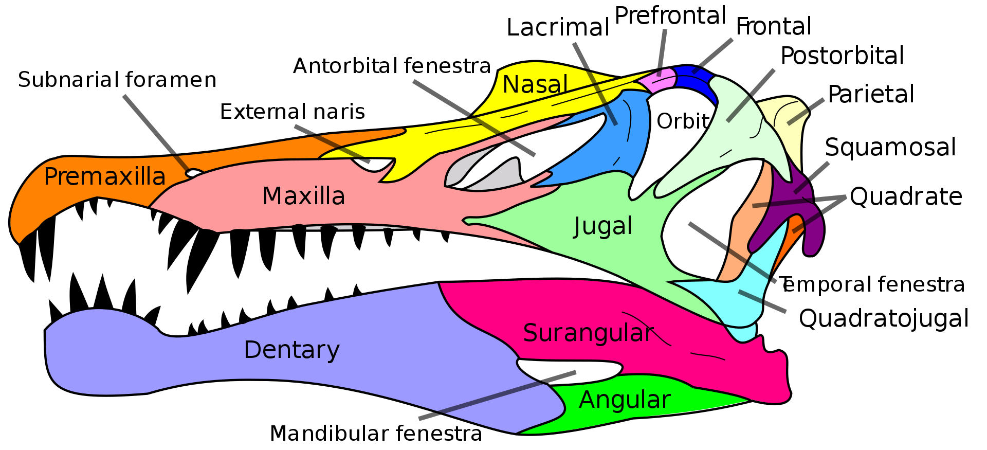 A diagram the skull of Spinosaurus. Compared to Carcharodontosaurus it was slender with a weaker bite. 