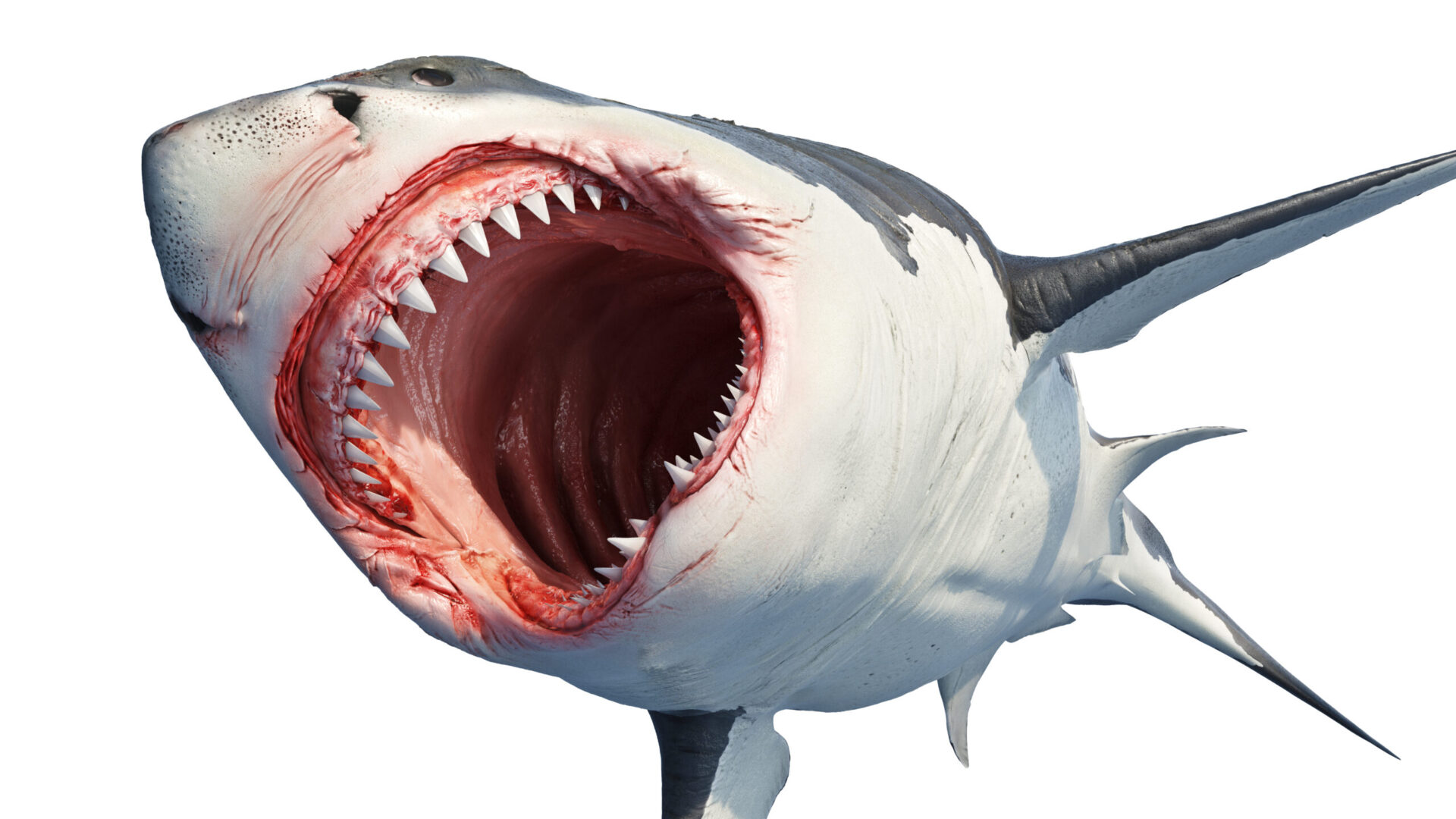 Read more about the article <a href="https://www.sciencetimesobserver.com/article/556453532-what-did-megalodon-eat-fossil-evidence-provides-shocking-clues">What Did Megalodon Eat? Fossil Evidence Provides Shocking Clues </a>