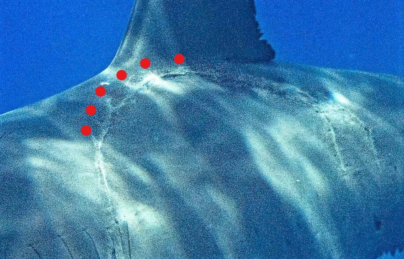 How Big Was the Monster Shark That Took This Bite? - Max Hawthorne