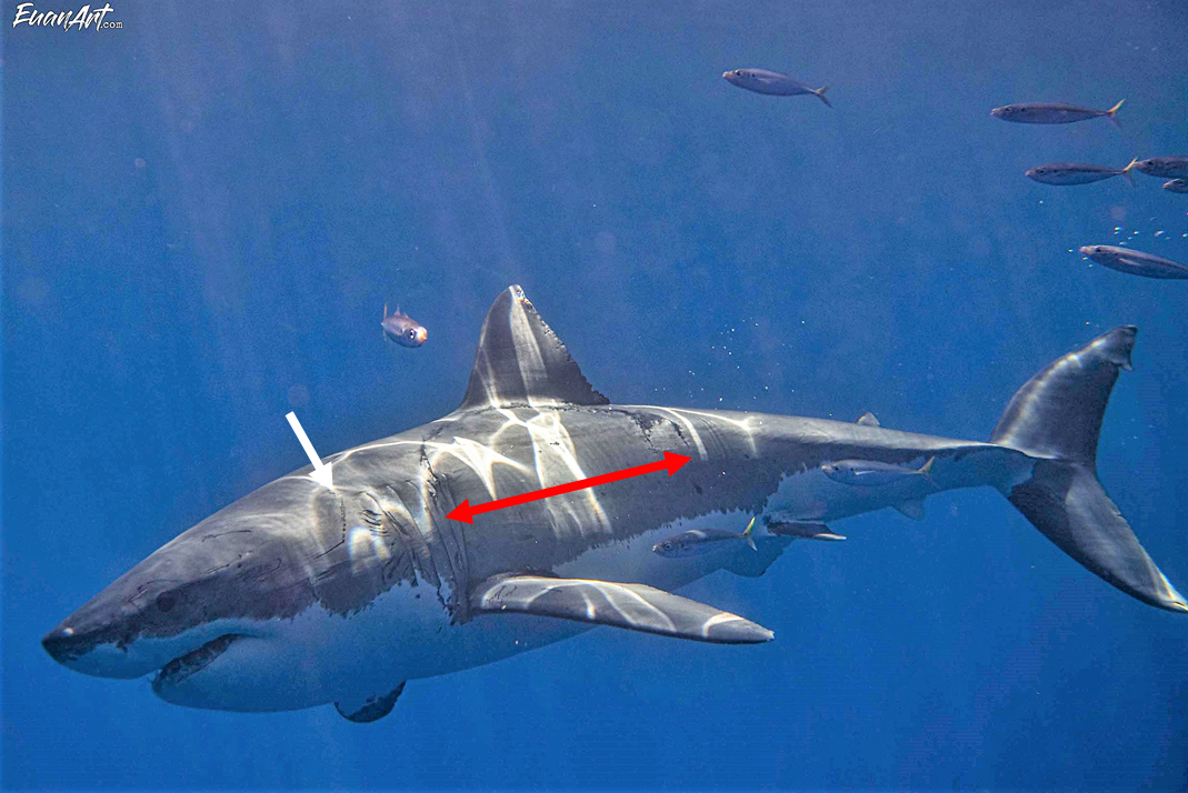 Great white shark off GUadalupe with possible Megalodon bite scar