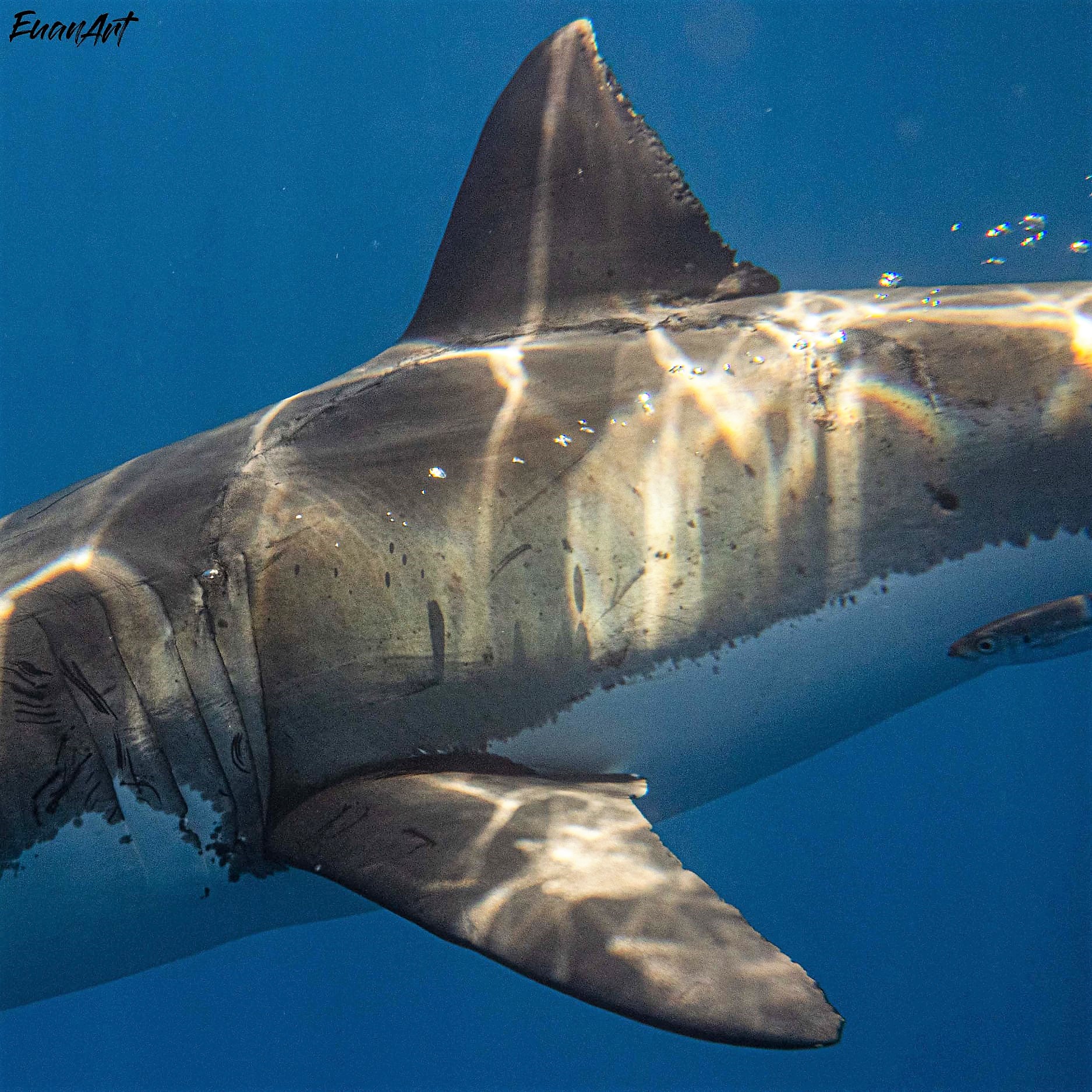 POssible Meaglodon bite on white shark