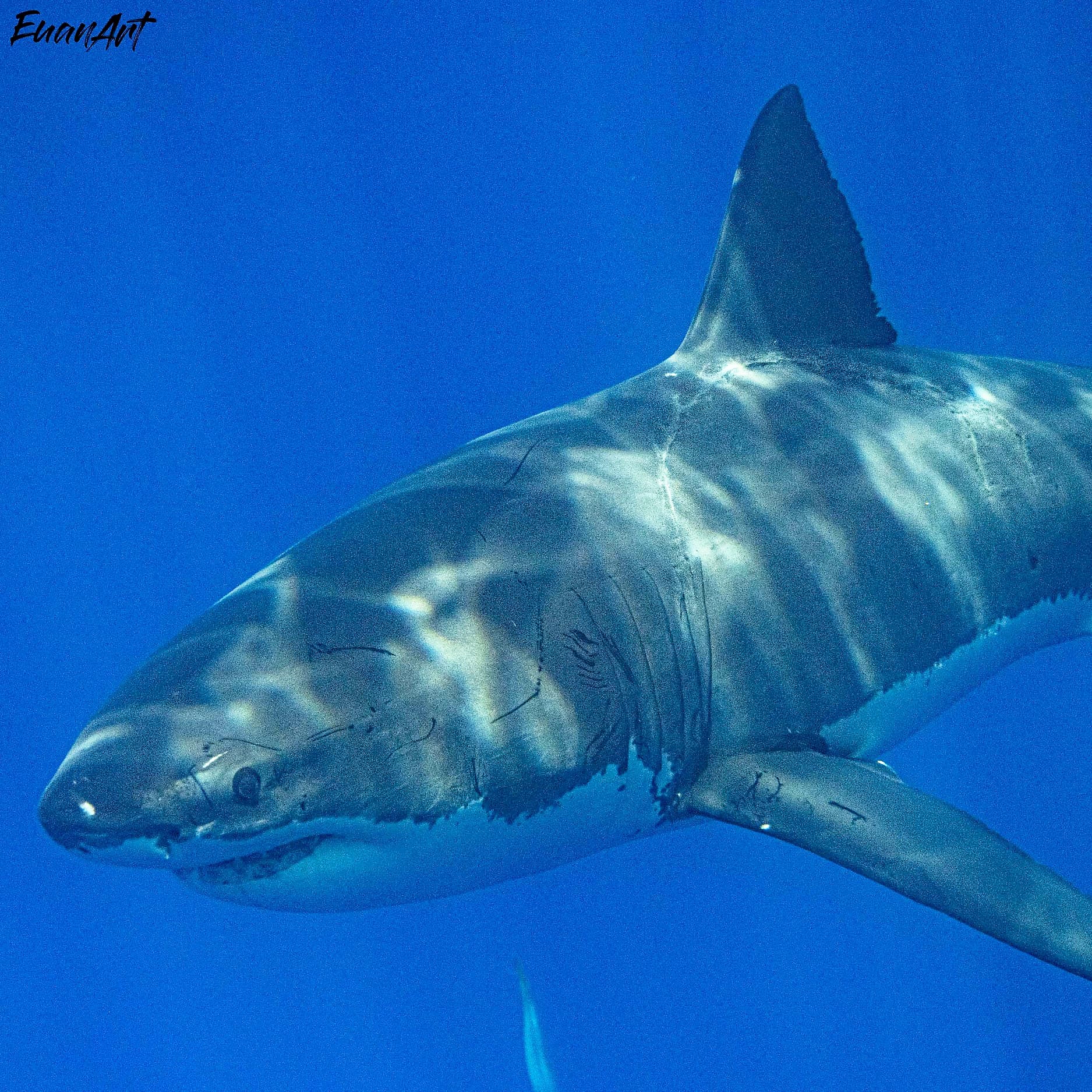 "Seabatch" an 11-foot white shark, sporting a giant bite mark. Image credit: Euan Rannachan 