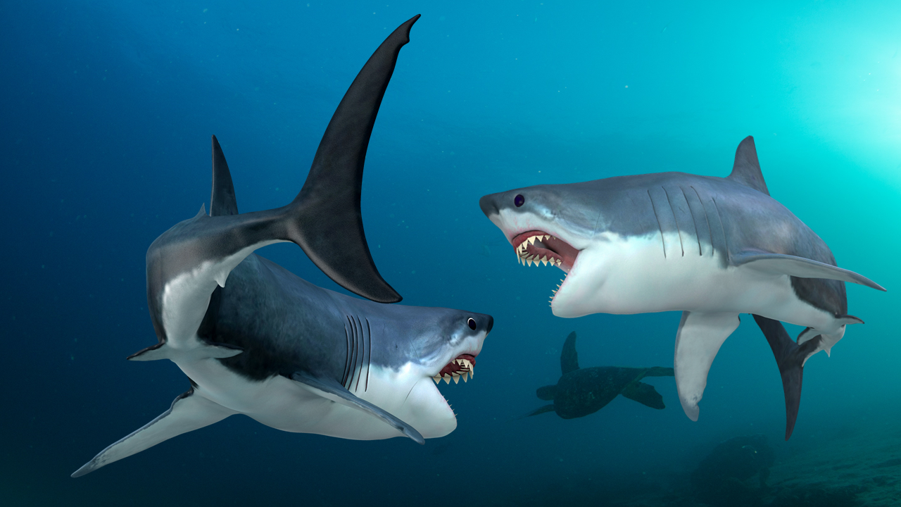 <a href="https://www.coasttocoasttribune.com/article/565406511-did-mega-shark-fight-mega-shark-in-the-prehistoric-seas-a-giant-tooth-tells-the-tale?fbclid=IwAR2Gy3UUqPWoIsZXxzwk8i6Nx4y1TnGeBd_LXn_GfzffypDff1X1ICmawdc">Did Mega Shark Fight Mega Shark in the Prehistoric Seas? A Giant Tooth Tells the Tale </a>