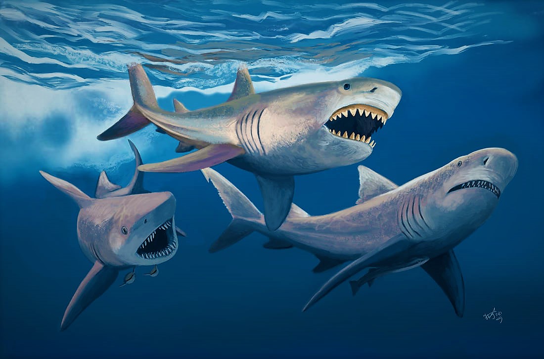 Read more about the article <a href="https://science.einnews.com/pr_news/582535698/fossil-evidence-shows-hemipristis-snaggle-tooth-sharks-ate-baby-megalodons">Fossil Evidence Shows Hemipristis Snaggle-tooth Sharks Ate Baby Megalodons</a>