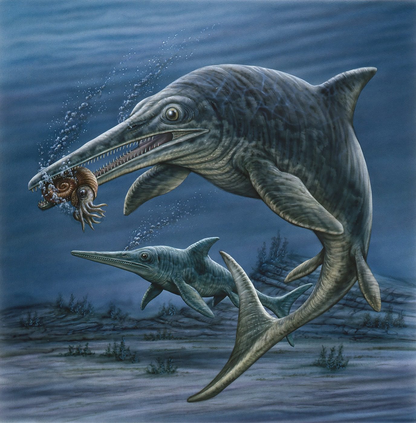 Ichthyosaurus by Phil Wilson