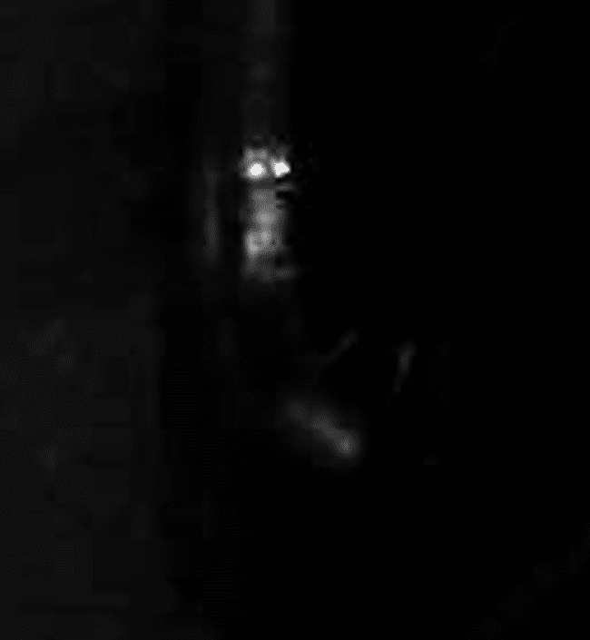 Read more about the article Extraterrestrial Hiding in Someone’s Basement?